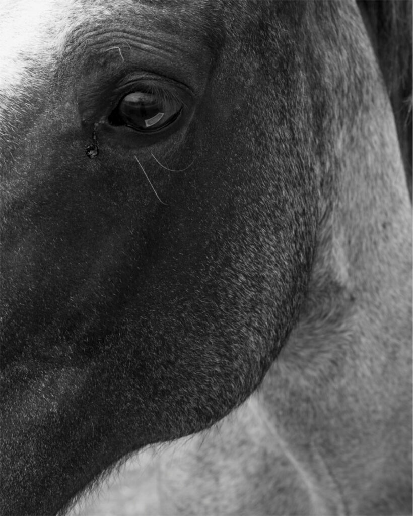 Morganna Magee fotografia artistica occhio cavallo bianco e nero