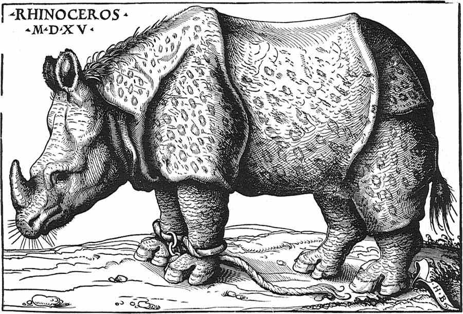 Hans Burgkmair Rinoceronte